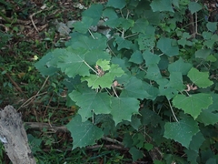 Mallotus paniculatus formosanus