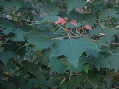 Mallotus paniculatus formosanus