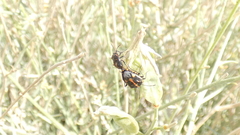 Strachiini