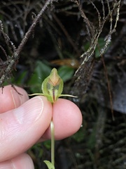 Pterostylis hispidula