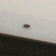 Insecta