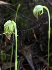 Pterostylis hispidula