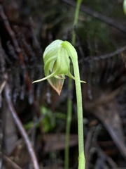 Pterostylis hispidula
