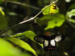 Pachliopta pandiyana