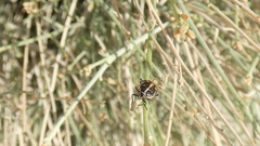 Bagrada hilaris
