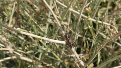 Bagrada hilaris