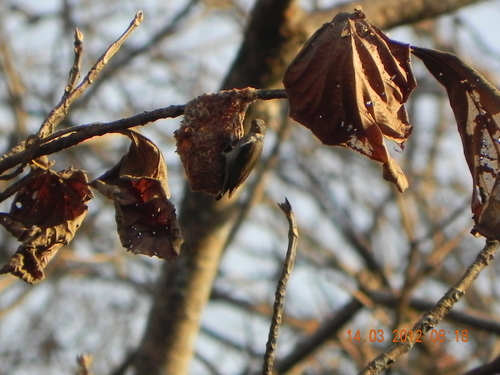 Thick-billed Flowerpecker (Pachyglossa agilis), photo 9