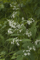 Vincetoxicum ascyrifolium