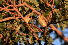 Ptilotula flavescens
