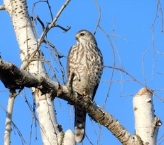Accipiter brevipes