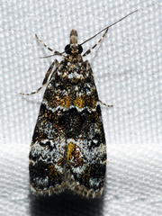 Eudonia protorthra