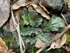 Ajuga decumbens