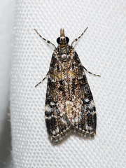 Eudonia protorthra
