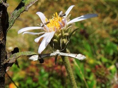 Stenoptilia phaeonephes