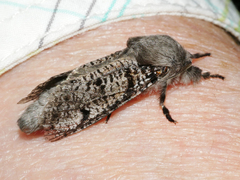 Sympycnodes rhaptodes
