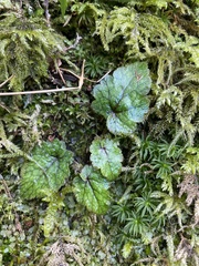 Asimitellaria furusei