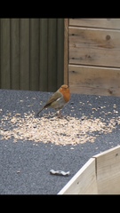 Erithacus rubecula