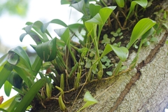 Bulbophyllum maxillare