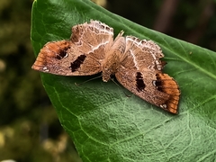 Odontoptilum angulata angulata