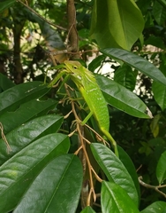 Maned Forest Lizard photo 3