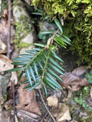 Torreya nucifera
