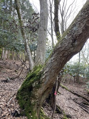 Carpinus tschonoskii