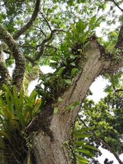 Bulbophyllum maxillare