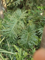 Philodendreae