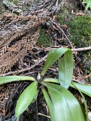 Heloniopsis orientalis