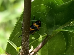 Phyllocharis undulata