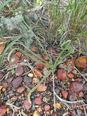 Albuca viscosa