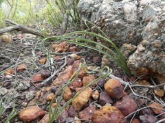 Albuca viscosa