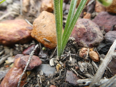 Albuca viscosa