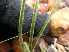 Albuca viscosa