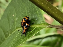 Phyllocharis undulata