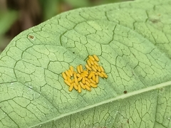 Phyllocharis undulata