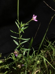 Epilobium billardiereanum