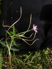 Epilobium billardiereanum