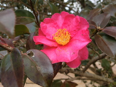 Camellia hiemalis