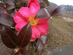 Camellia hiemalis