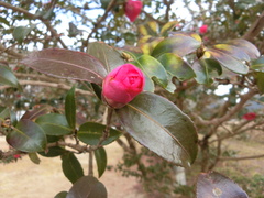 Camellia hiemalis