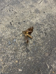 Coequosa triangularis