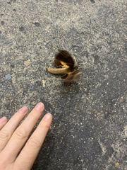 Coequosa triangularis