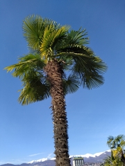 Trachycarpus fortunei