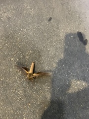 Coequosa triangularis