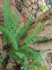 Nephrolepis