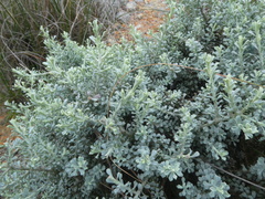 Helichrysum excisum