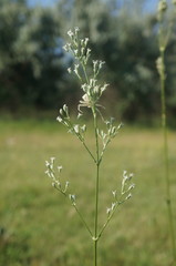 Silene wolgensis