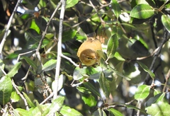 Phylloscopus collybita