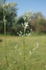 Silene wolgensis